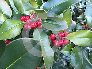 Holly Leaves and red berries - Christmas card greeting images