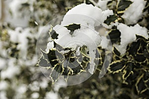 Holly leaves with snow and ice