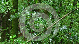 Holly leaves among the thick vegetation of the forest