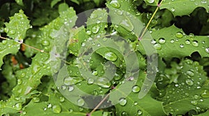 Holly leaves and water drops-close up