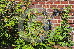 Holly magonia is an evergreen shrub. Blue and purple bunches of berries on red brick wall background