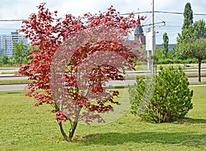 Holly maple `Crimson King` Acer platanoides Crimson King and mountain pine in the urban landscape. Kaliningrad