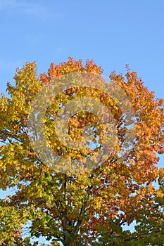 Holly oak in autumn with yellowing leaves against a blue sky