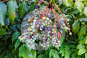 Holly oregan grapes