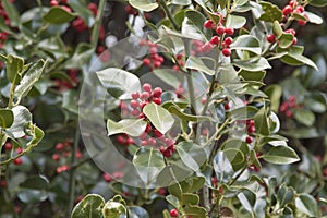 Holly plant