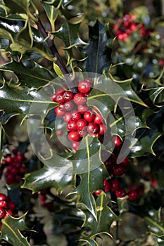 Holly plant with red berries