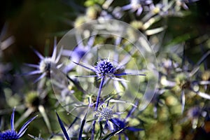 Holly plants in the pine forest Eryngium Variifolium