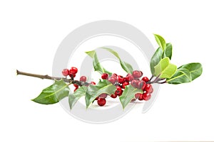 Holly and red berries