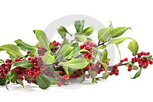 Holly and red berries