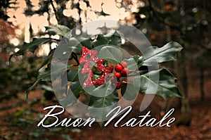 Holly red berries in the forest with text Buon Natale