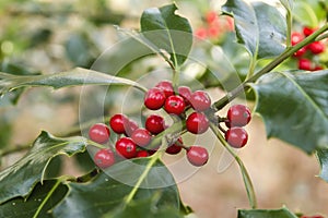 Holly red fruites detail