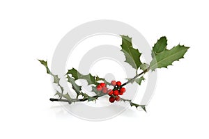 Holly sprig