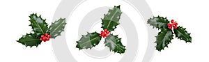 A holly sprig collection, three leaves, of green holly and red berries for Christmas decoration