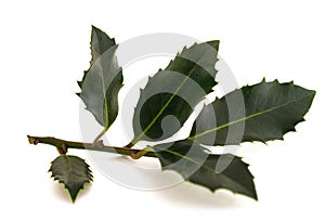 Holly sprig