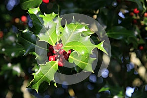 Holly tree