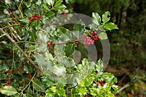 Holly tree - arbuste de houx - french countryside Mor photo