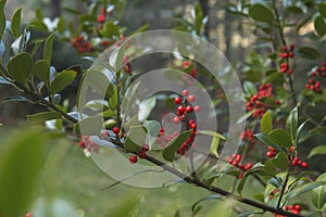 Holly tree green foliage and red fruits