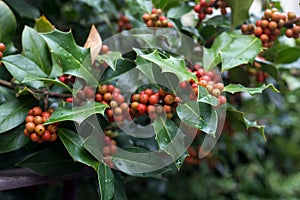 holly tree with red berries in a public garden - Ilex aquifolium