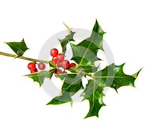 Holly tree twig with berries photo