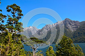 Hollyford, Fiordland National Park