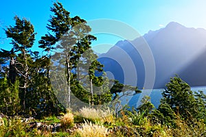 Hollyford, Fiordland National Park