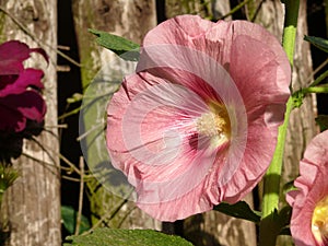 Hollyhock