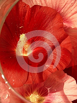 Hollyhock photo