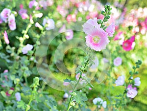 Hollyhock