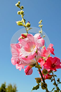 Hollyhock