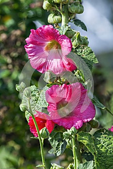 Hollyhock  Alcea (althaea rosea)