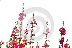 Hollyhock or alcea flowers isolated on white background, clipping path included