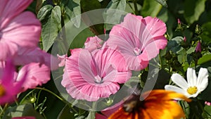 Hollyhock Alcea Rosea Flowers Sway In the Wind