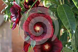 Hollyhock, Alcea rosea, Mallow family Malvaceae,  dark red flower close up image photo