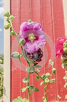 Hollyhock (Althaea) blossoms