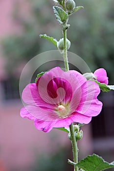 Hollyhock, Althaea rosea