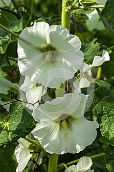 Hollyhock althaea rosea Alcea white