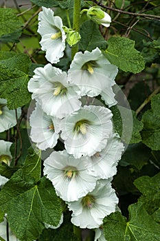 Hollyhock althaea rosea Alcea white photo