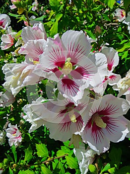 Hollyhock a beautiful bush of wildly growing pink flowers of Malva