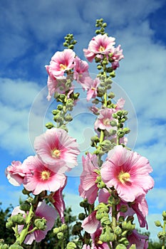 Hollyhock and blue sky