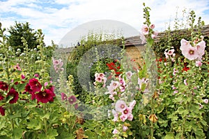 Hollyhock Border, Somerset, UK