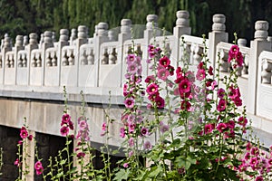 Hollyhock and Chinese traditional stone bridge