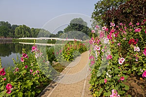 Hollyhock and Chinese traditional stone bridge