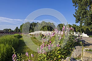 Hollyhock and Chinese traditional stone bridge