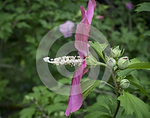 Hollyhock Close-up with Stamen and Pistil