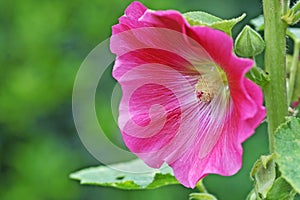 Hollyhock flower
