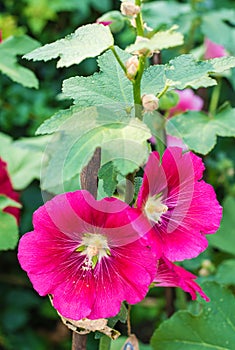 Hollyhock flower.