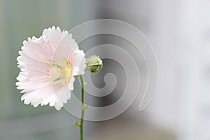 Hollyhock flower