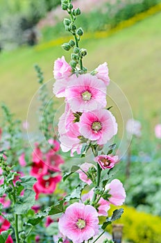 Hollyhock flower