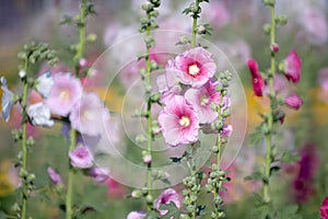 Hollyhock flower