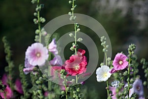 Hollyhock flower